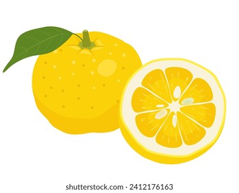 Simple yuzu vector illustration material