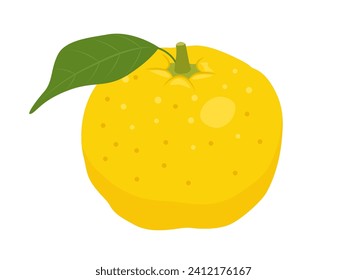 Simple yuzu vector illustration material