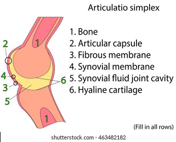 Simplex joint vector. Medical poster illustration. Mobile connection of bones. Somatic system connection of bones. Anatomical atlas