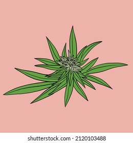 simplicity cannabis leaf freehand drawing flat design.vector illustration.