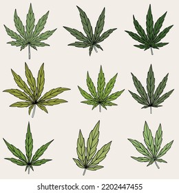 simplicity cannabis leaf freehand drawing collection. vector illustration.
