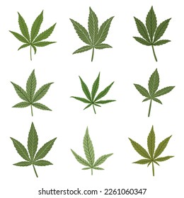 Sencillez de la colección de diseño plano de hoja de cannabis a mano alzada. Ilustración vectorial.