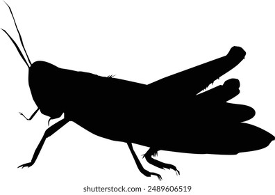 Simplicity full of meaning, animal silhouettes teach us about natural harmony