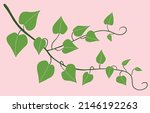 Simplicity ivy freehand drawing flat design. Vector illustration.