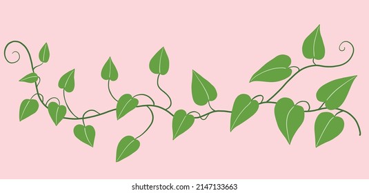 Simplicity ivy freehand drawing flat design. Vector illustration.