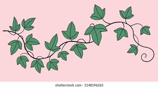 Simplicity ivy freehand drawing flat design. Vector illustration.