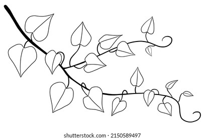Simplicity ivy freehand drawing flat design. Vector illustration.