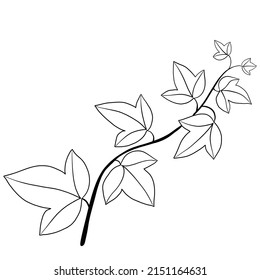 Simplicity ivy freehand drawing flat design. Vector illustration.