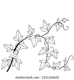 Simplicity ivy freehand drawing flat design. Vector illustration.