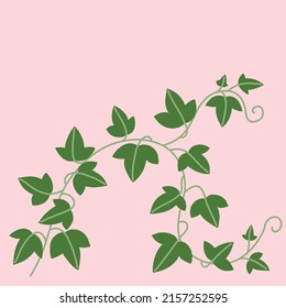 Simplicity ivy freehand drawing flat design. Vector illustration.