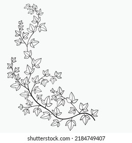 Simplicity ivy freehand drawing flat design. Vector illustration.