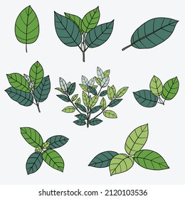 Simplicity Kratom Leaf Freehand Drawing Flat Design.vector Illustration.