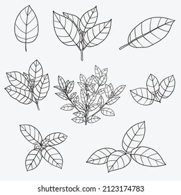 Simplicity Kratom Leaf Freehand Drawing Flat Design.vector Illustration.