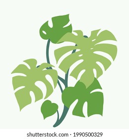 Simplicity monstera plant freehand drawing flat design. Vector illustration.