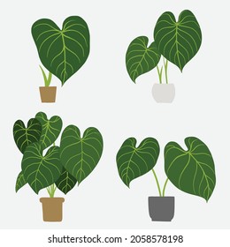 Simplicity philodendron gloriosum houseplant simplicity freehand drawing flat design collection. Vector illustration.