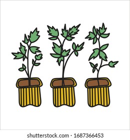 Simplified colored vector illustration of a seedlings on a white background.