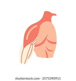 Simplified Deltoid Muscle Anatomy Illustration