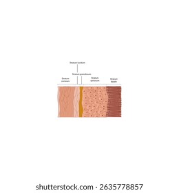 Simplified Diagram of the Epidermis Structure Showing All 5 Layers: Stratum Corneum, Lucidum,  Granulosum, Spinosum, and Basale