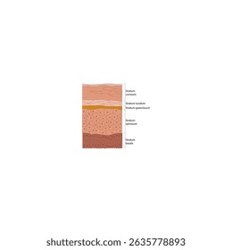 Diagrama simplificado de la estructura epidérmica que muestra las 5 capas: Estrato córneo, Lucidum, Granuloso, Espinoso y Basal