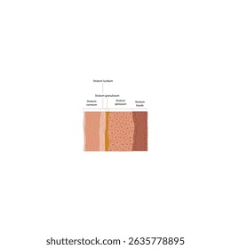 Simplified Diagram of the Epidermis Structure Showing All 5 Layers: Stratum Corneum, Lucidum,  Granulosum, Spinosum, and Basale