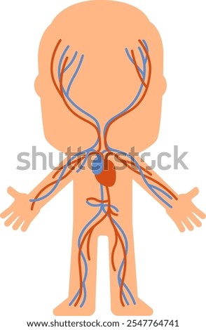 Simplified diagram of the human circulatory system highlighting veins and arteries, providing a clear visual representation for educational purposes