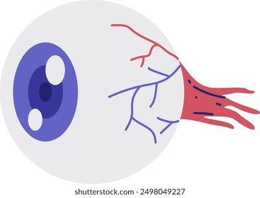A simplified diagram of the human eye