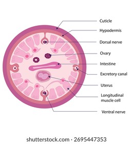 Un diagrama simplificado que muestra una sección transversal de un nematodo hembra.