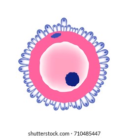 Simplified female ovule structure on white background. Medical vector illustration
