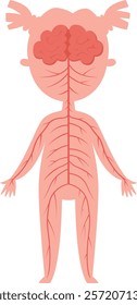 Simplified illustration depicting the nervous system connecting the brain to the rest of the body in a female child, serving as educational material for biology lessons and understanding anatomy