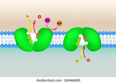 Simplified illustration of working of sodium potassium pump