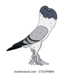Simplified image of flying dove isolated on white. Hand drawn contoured pigeon.