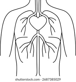 Un dibujo de línea simplificado representa el sistema circulatorio humano. La forma del corazón está ubicada centralmente dentro de la parte superior del torso, conectada a una red de arterias y venas ramificadas. 