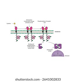 Simplified Schematic Diagram of the Cytokine JAK-STAT Pathway: Receptor-Associated Signal Transduction Leading to Gene Expression