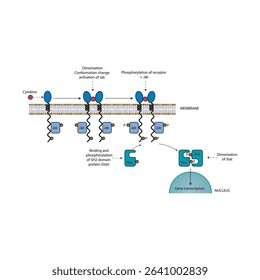 Simplified Schematic Diagram of the Cytokine JAK-STAT Pathway: Receptor-Associated Signal Transduction Leading to Gene Expression