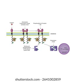 Simplified Schematic Diagram of the Cytokine JAK-STAT Pathway: Receptor-Associated Signal Transduction Leading to Gene Expression