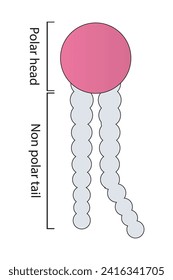 Simplified schematic structure of phospholipid - polar head group, non polar tail. Scientific vector illustration.