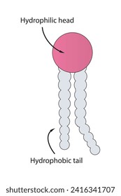 Simplified schematic structure of phospholipid - polar head group, non polar tail. Scientific vector illustration.