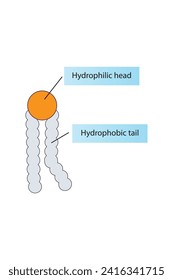 Simplified schematic structure of phospholipid - polar head group, non polar tail. Scientific vector illustration.