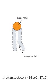 Vereinfachte schematische Struktur des Phospholipid - polare Kopfgruppe, nichtpolarer Schwanz. Wissenschaftliche Vektorgrafik.