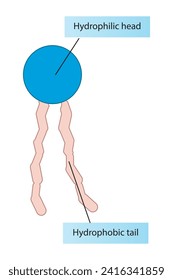 Simplified schematic structure of phospholipid - polar head group, non polar tail. Scientific vector illustration.