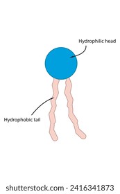 Simplified schematic structure of phospholipid - polar head group, non polar tail. Scientific vector illustration.