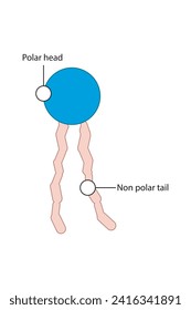 Simplified schematic structure of phospholipid - polar head group, non polar tail. Scientific vector illustration.