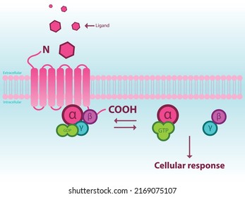 Simplified scheme of GPCR activation through subunits alpha, betta, gamma. Infographic for pharmacology, medicine, biochemistry education.