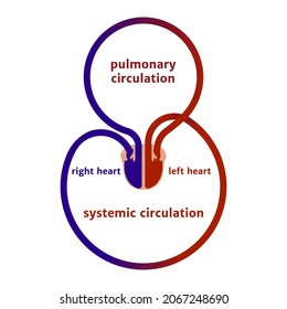 Simplified scheme of human blood circulation. Vector illustration