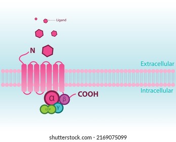 Simplified Structure Of G Protein Coupled Receptor (GPCR) - Including Subunits Alpha, Beta, Gamma.