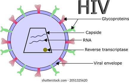 Vereinfachte Struktur des humanen Immundefizienzvirus oder des HIV - erworbenen Immunmangelsyndroms oder AIDS. Es ist ein RNA-Hüllvirus. Die RNA ist von einem Kappentier umgeben. Glykoproteine auf Umschlag