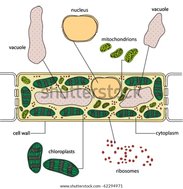 Simplified Structure Plant Cell Vector Stock Vector (Royalty Free) 62294971