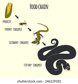 Simplified trophic chain. Ecosystem energy flow. Food chain