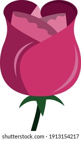 The simply magenta flower for Valentines Day
