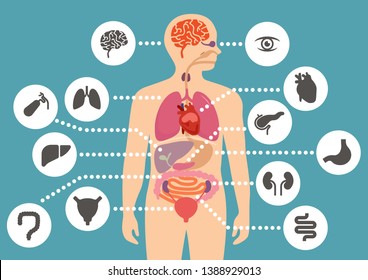 simulation of human internal organ anatomy simple flat color design with human organ icon set - Shutterstock ID 1388929013